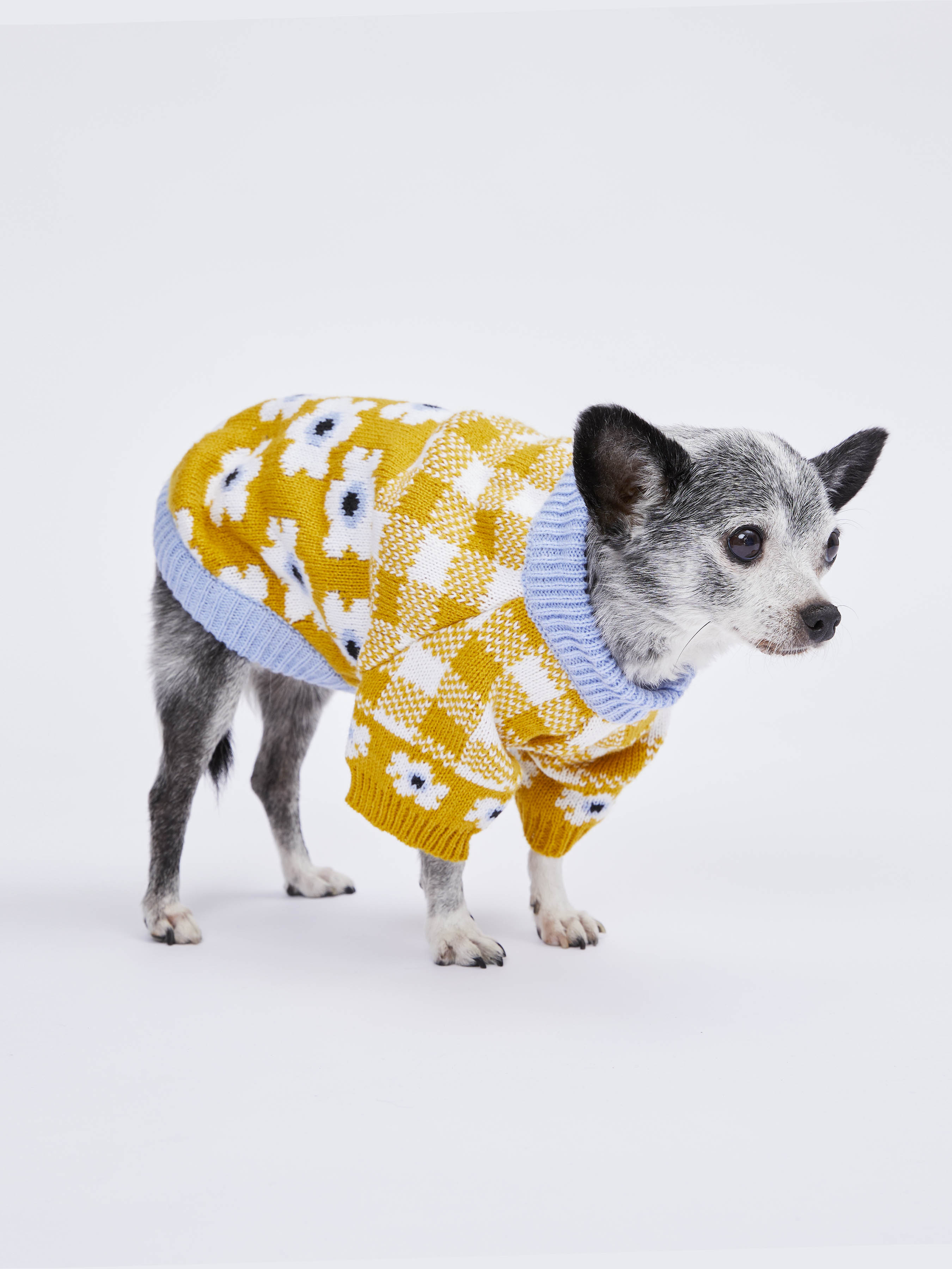 Aigumi puppy sale raincoat