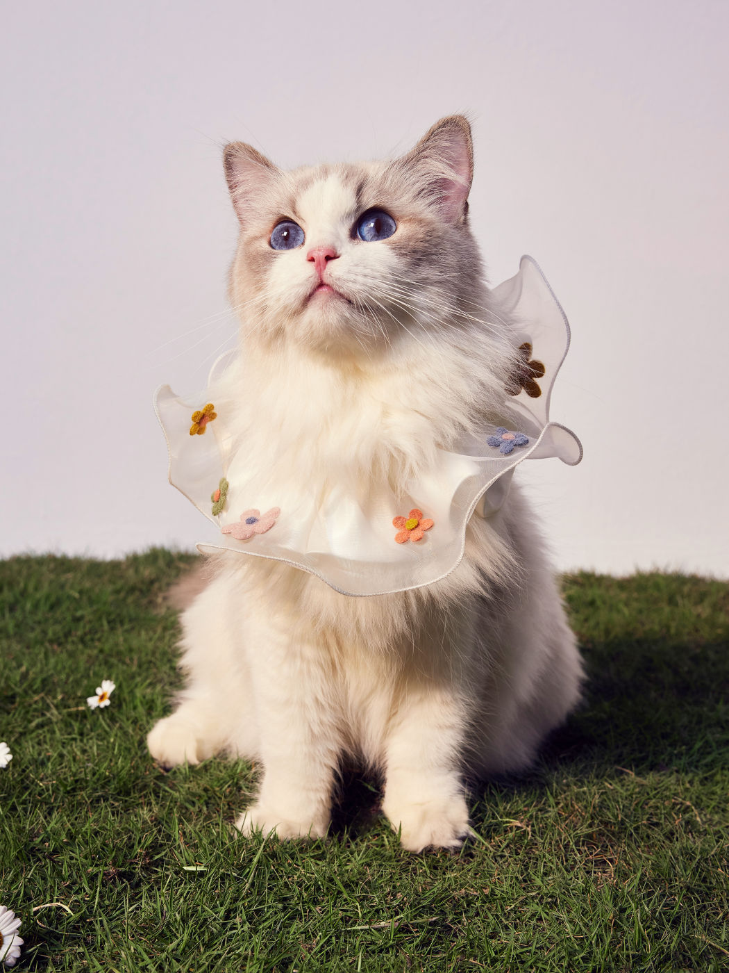 Flower Pattern Pet Collar