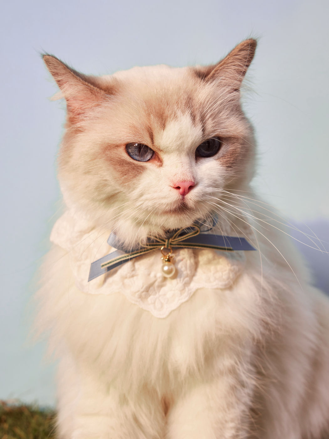 Bow Faux Pearl Decor Hundehalsband