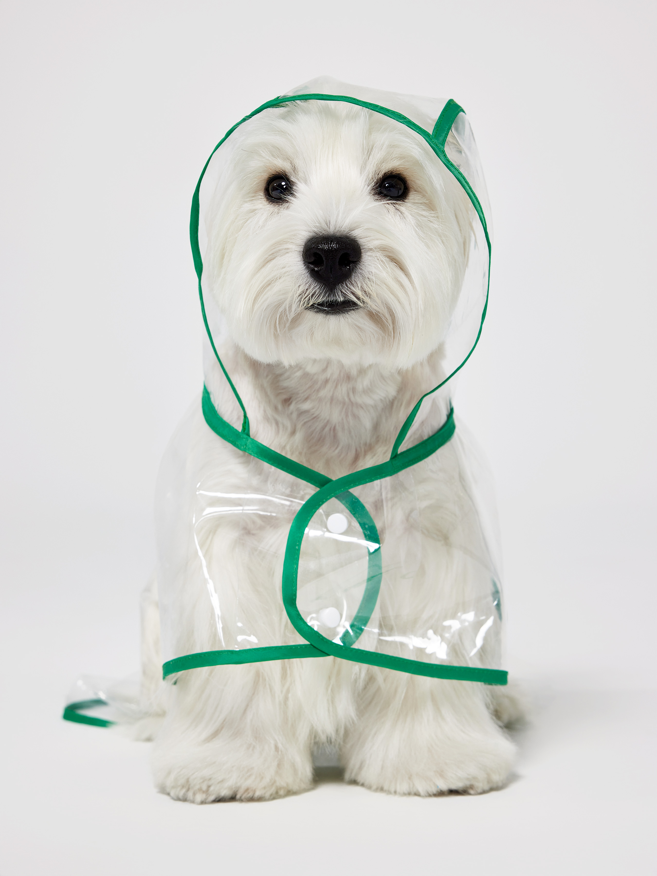 Aigumi hot sale puppy raincoat