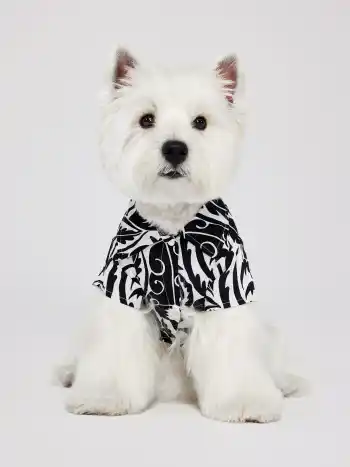 Paisley Print Pet Clothing